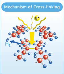 Mechanism of Cross-linking